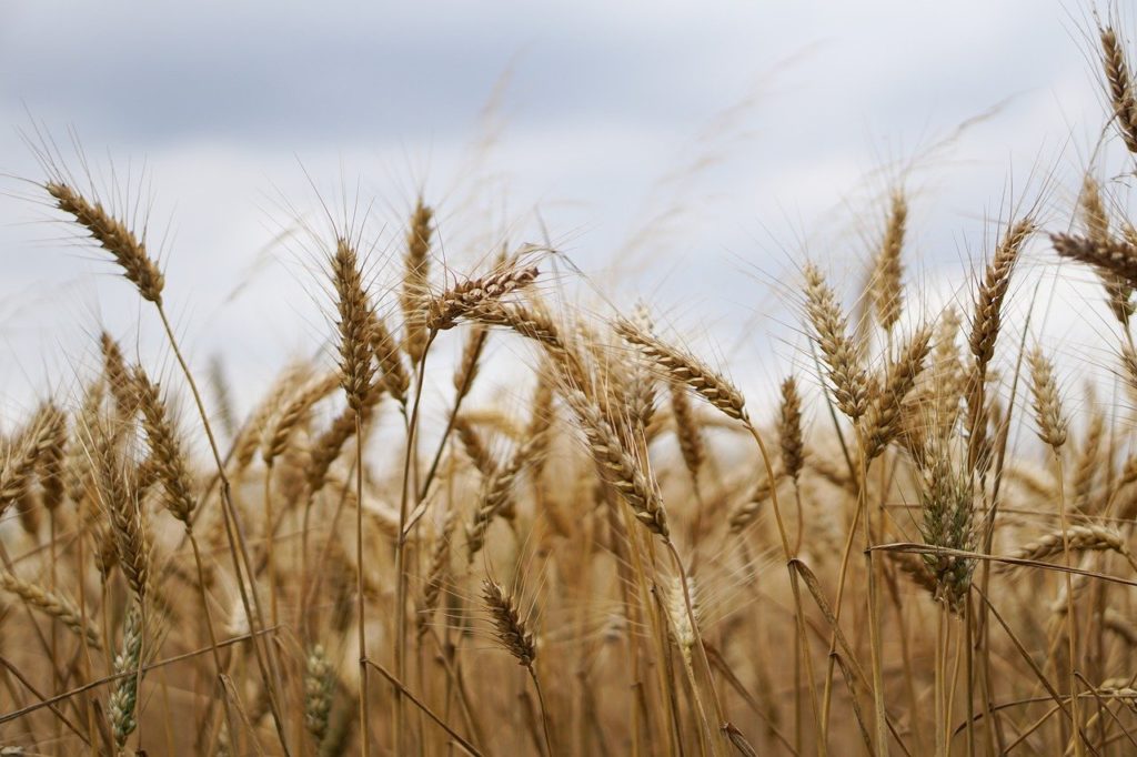 wheat field, wheat, wheat cultivation